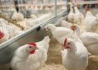 В Подмосковье разводят кур единственного отечественного мясного кросса В Подмосковье разводят кур единственного отечественного мясного кросса